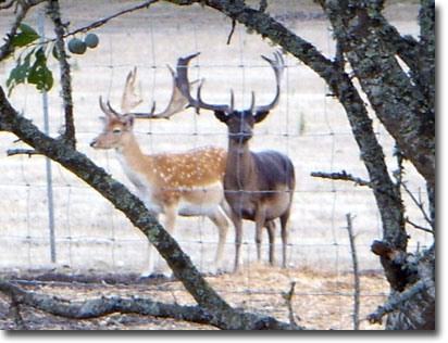 cerfs