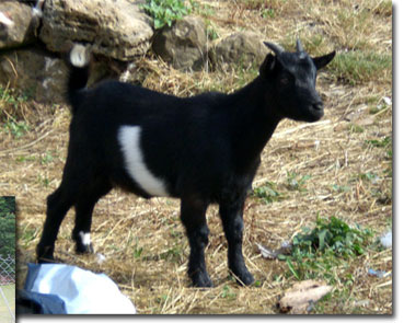 Chevres