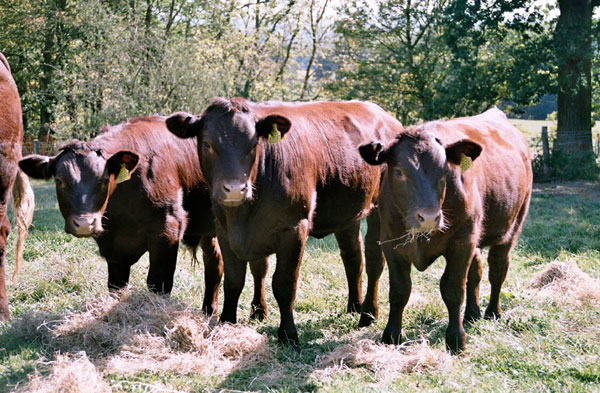 organic sussex cattle