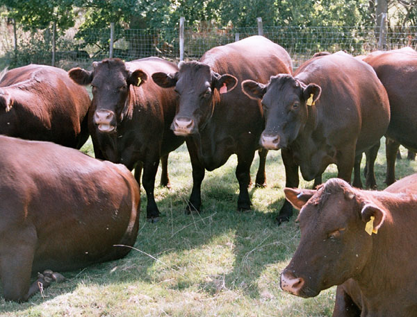 organic sussex pregnamt cows