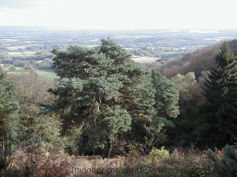 view from blackdown south-east