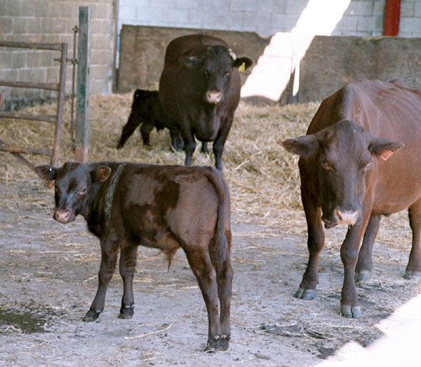organic sussex calf