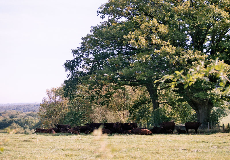 organic sussex cattle