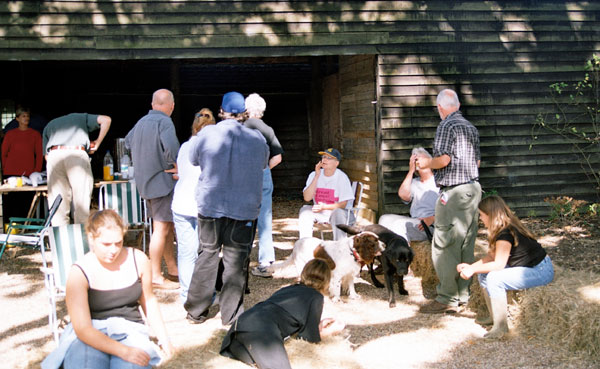 organic sussex cattle