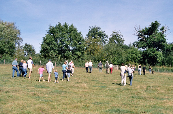 organic sussex cattle