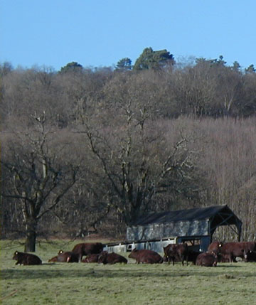 organic sussex cattle