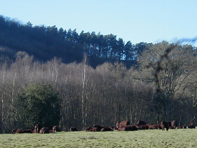 view of Black Down from Roundhurst Farm